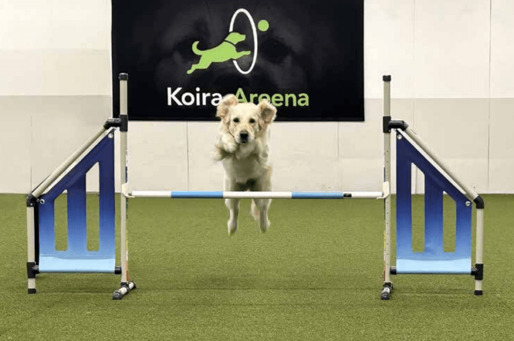 Kultainen noutaja hyppää esteen yli Koira-Areenalla.