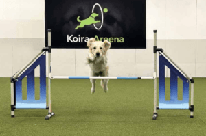 Kultainen noutaja hyppää esteen yli Koira-Areenalla.