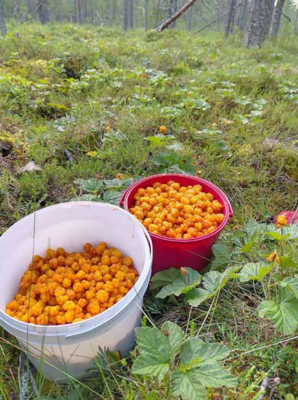 Oransseja lakkoja ämpäreissä.